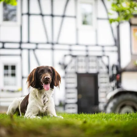 Hof Koehne - Altes - Hase Lejlighed Schmallenberg
