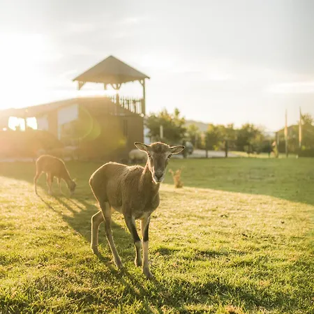 Hof Koehne - Altes - Hase