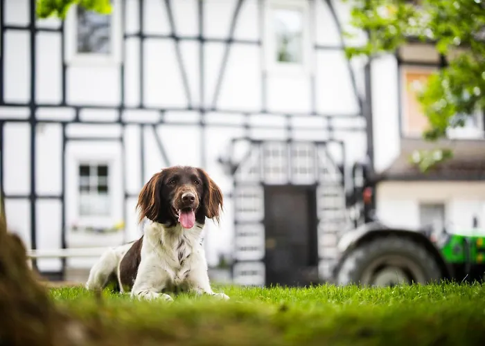 Hof Koehne - Altes - Hase Apartment Schmallenberg