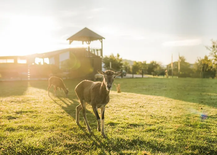 Hof Koehne - Altes - Hase